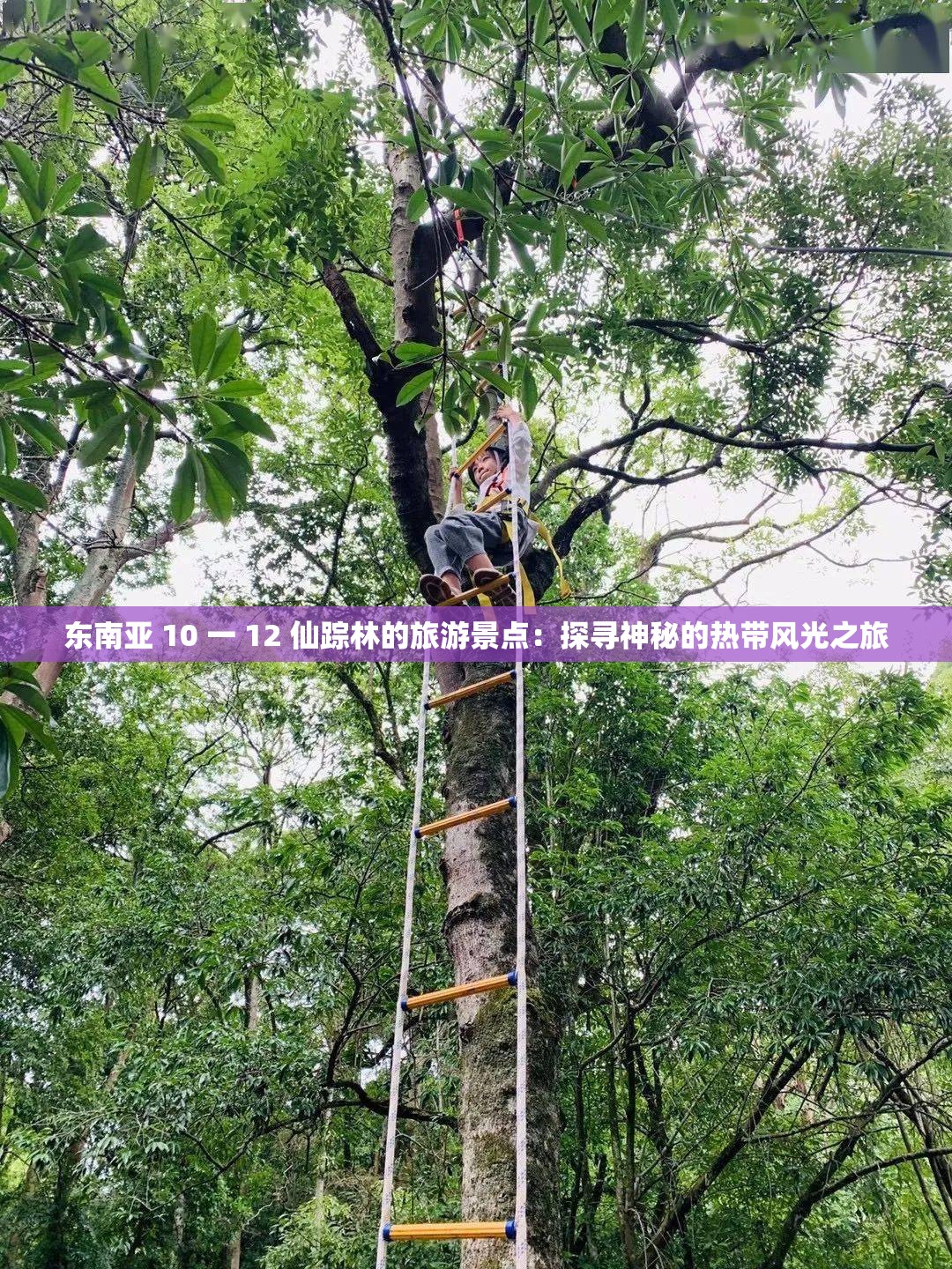 东南亚 10 一 12 仙踪林的旅游景点：探寻神秘的热带风光之旅