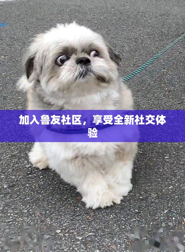 加入鲁友社区，享受全新社交体验