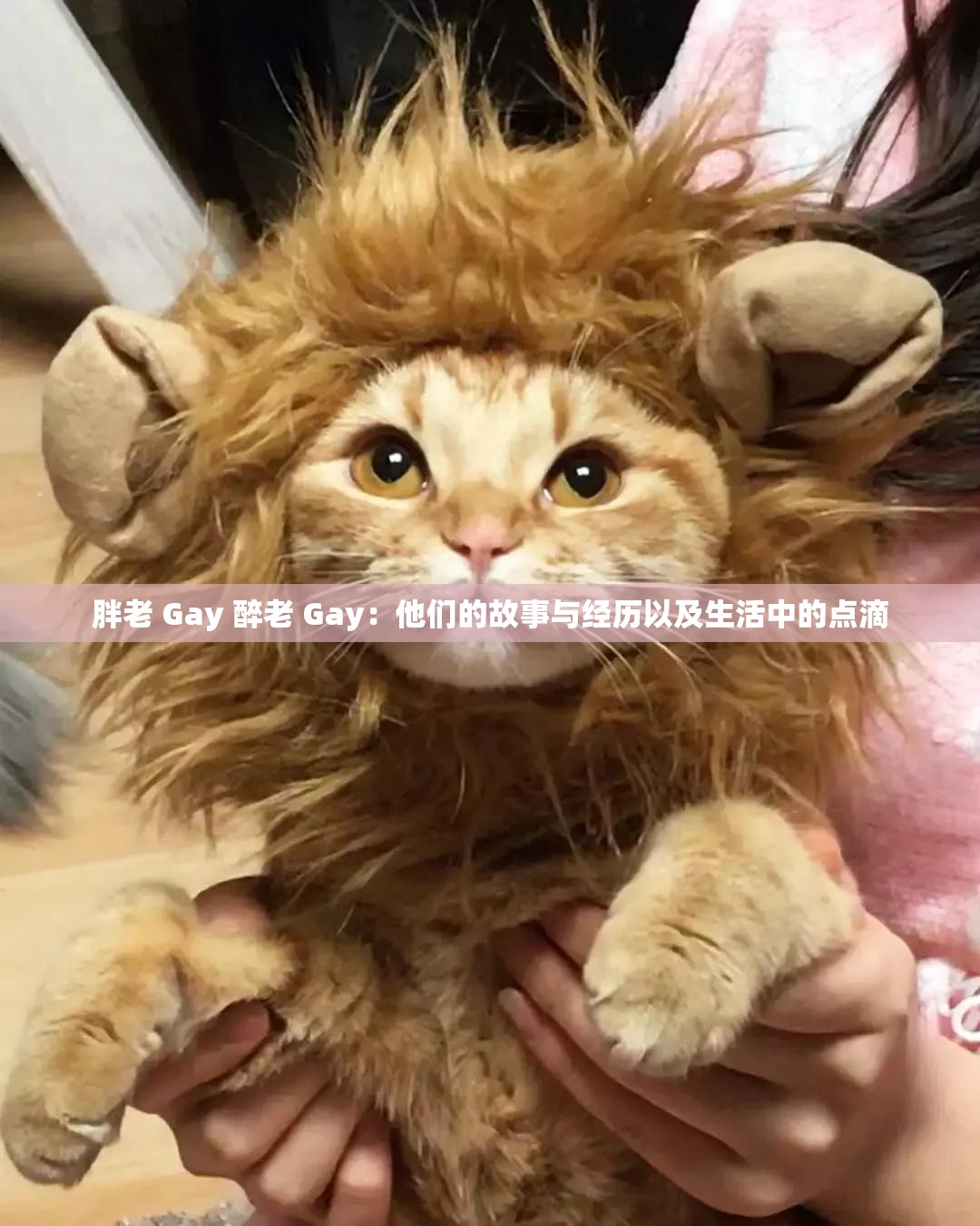 胖老 Gay 醉老 Gay：他们的故事与经历以及生活中的点滴