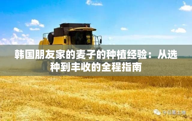 韩国朋友家的麦子的种植经验：从选种到丰收的全程指南