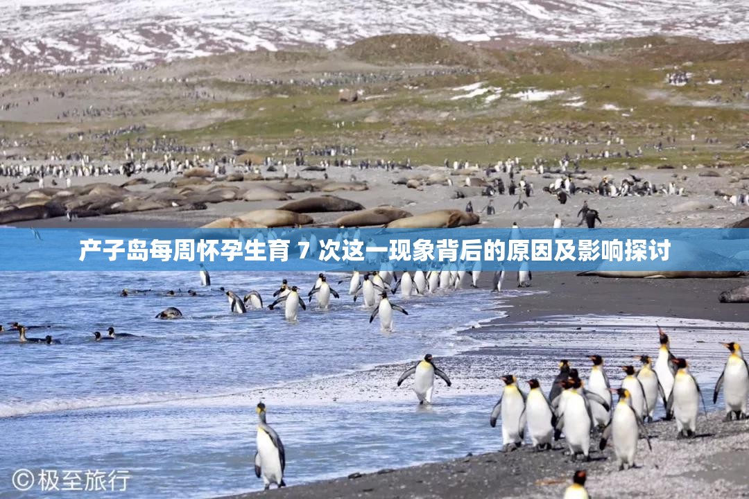 产子岛每周怀孕生育 7 次这一现象背后的原因及影响探讨