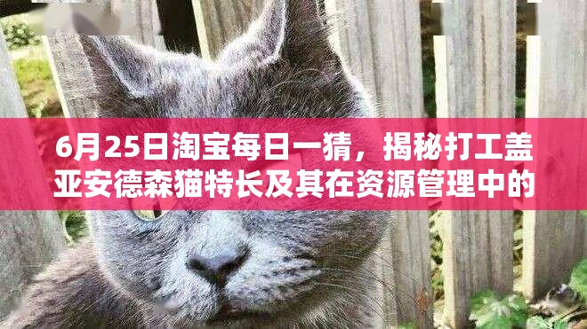 6月25日淘宝每日一猜，揭秘打工盖亚安德森猫特长及其在资源管理中的重要性及策略