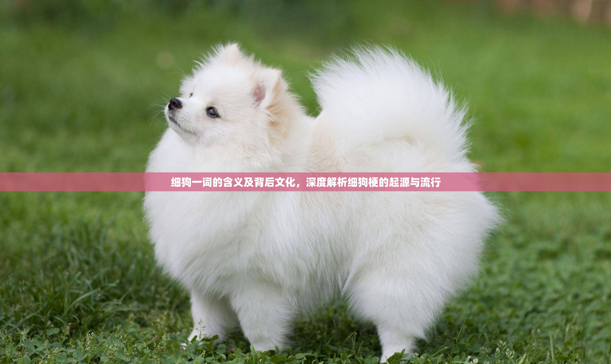 细狗一词的含义及背后文化，深度解析细狗梗的起源与流行