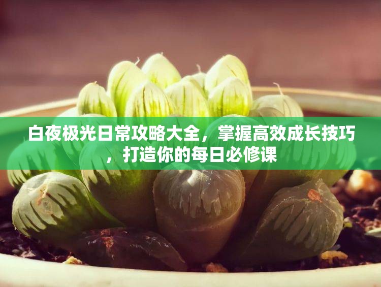 白夜极光日常攻略大全，掌握高效成长技巧，打造你的每日必修课
