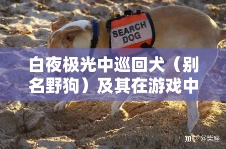 白夜极光中巡回犬（别名野狗）及其在游戏中的独特价值与表现