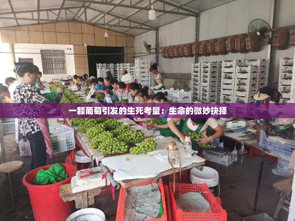 一颗葡萄引发的生死考量：生命的微妙抉择