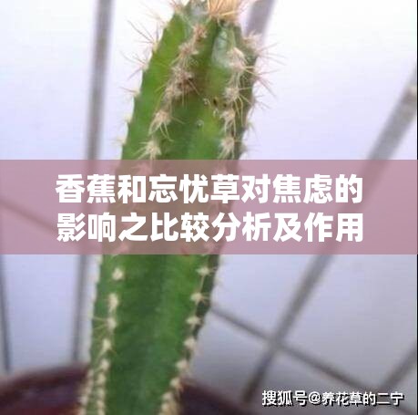 香蕉和忘忧草对焦虑的影响之比较分析及作用探讨