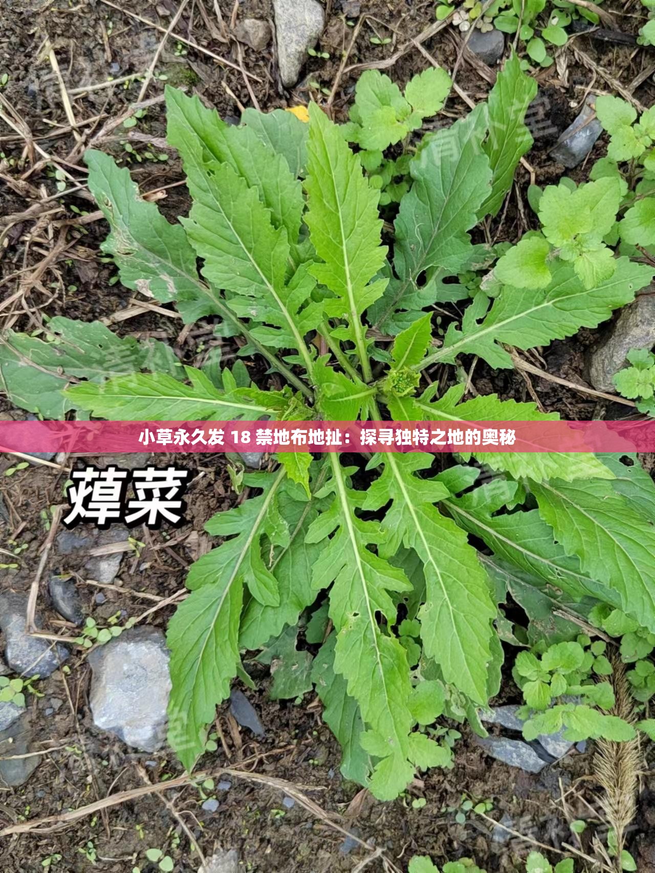小草永久发 18 禁地布地扯：探寻独特之地的奥秘