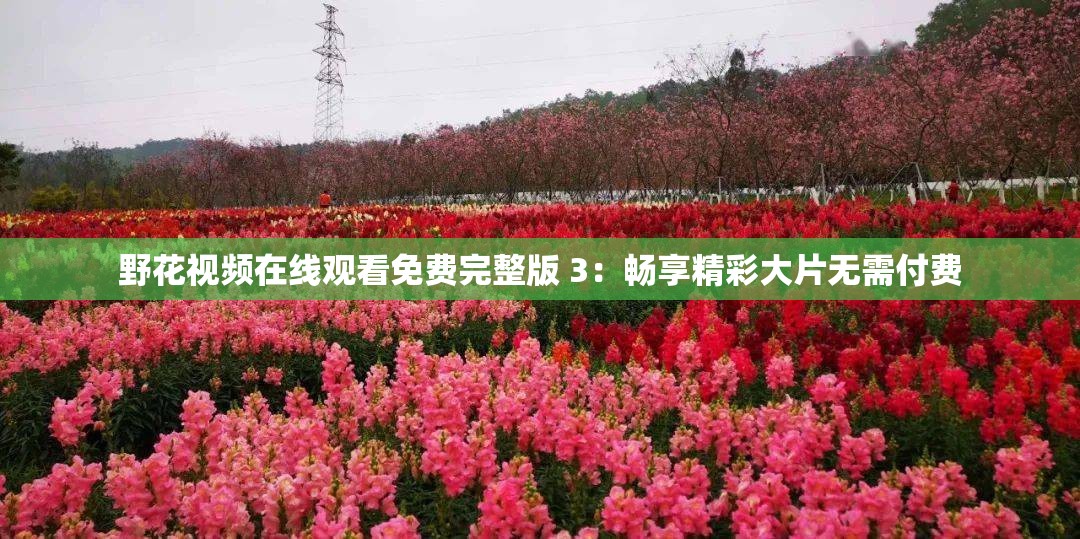 野花视频在线观看免费完整版 3：畅享精彩大片无需付费