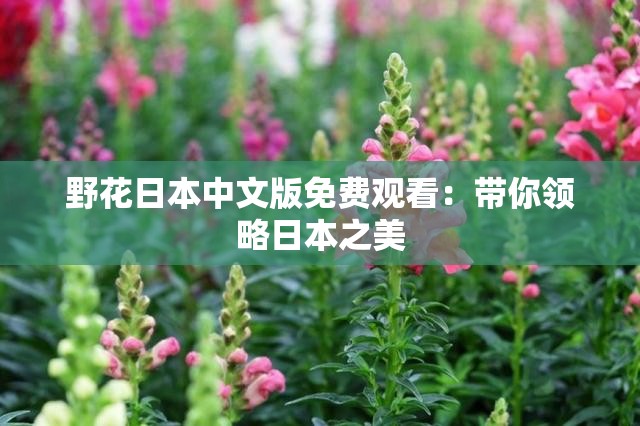 野花日本中文版免费观看：带你领略日本之美