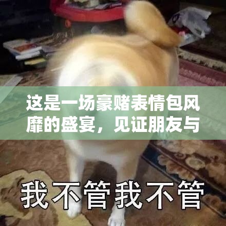 这是一场豪赌表情包风靡的盛宴，见证朋友与青雀如何大胆诠释冒险精神