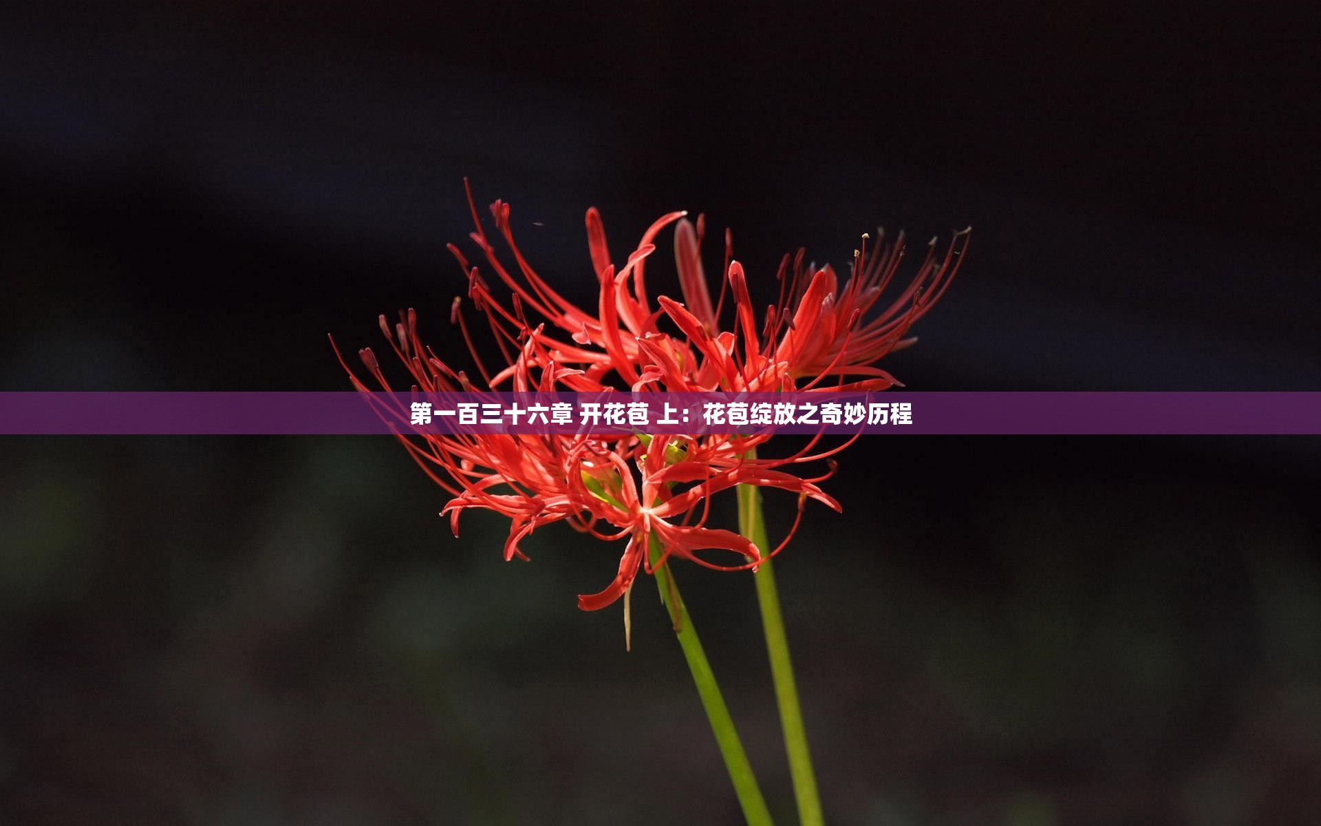 第一百三十六章 开花苞 上：花苞绽放之奇妙历程