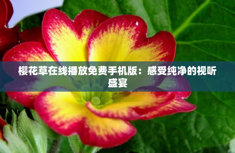 樱花草在线播放免费手机版：感受纯净的视听盛宴