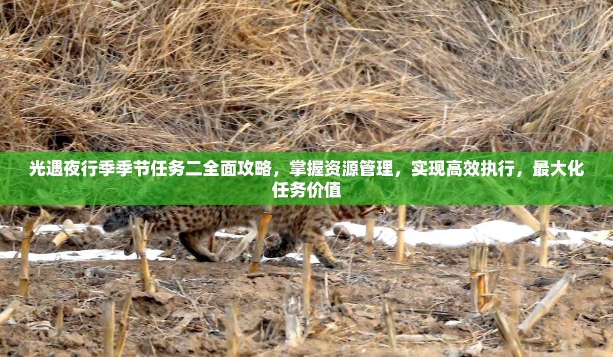 光遇夜行季季节任务二全面攻略，掌握资源管理，实现高效执行，最大化任务价值
