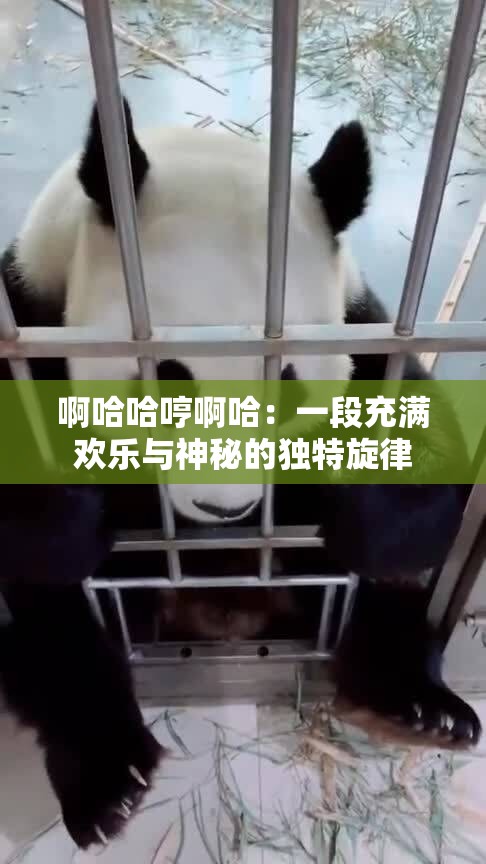 啊哈哈哼啊哈：一段充满欢乐与神秘的独特旋律
