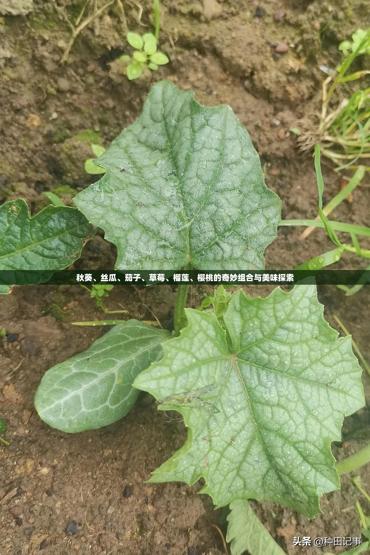 秋葵、丝瓜、茄子、草莓、榴莲、樱桃的奇妙组合与美味探索