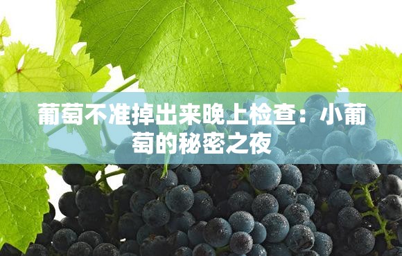 葡萄不准掉出来晚上检查：小葡萄的秘密之夜