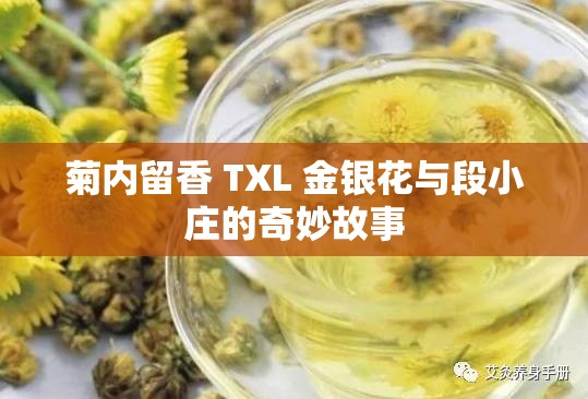 菊内留香 TXL 金银花与段小庄的奇妙故事