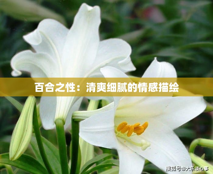 百合之性：清爽细腻的情感描绘