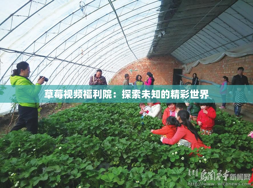 草莓视频福利院：探索未知的精彩世界
