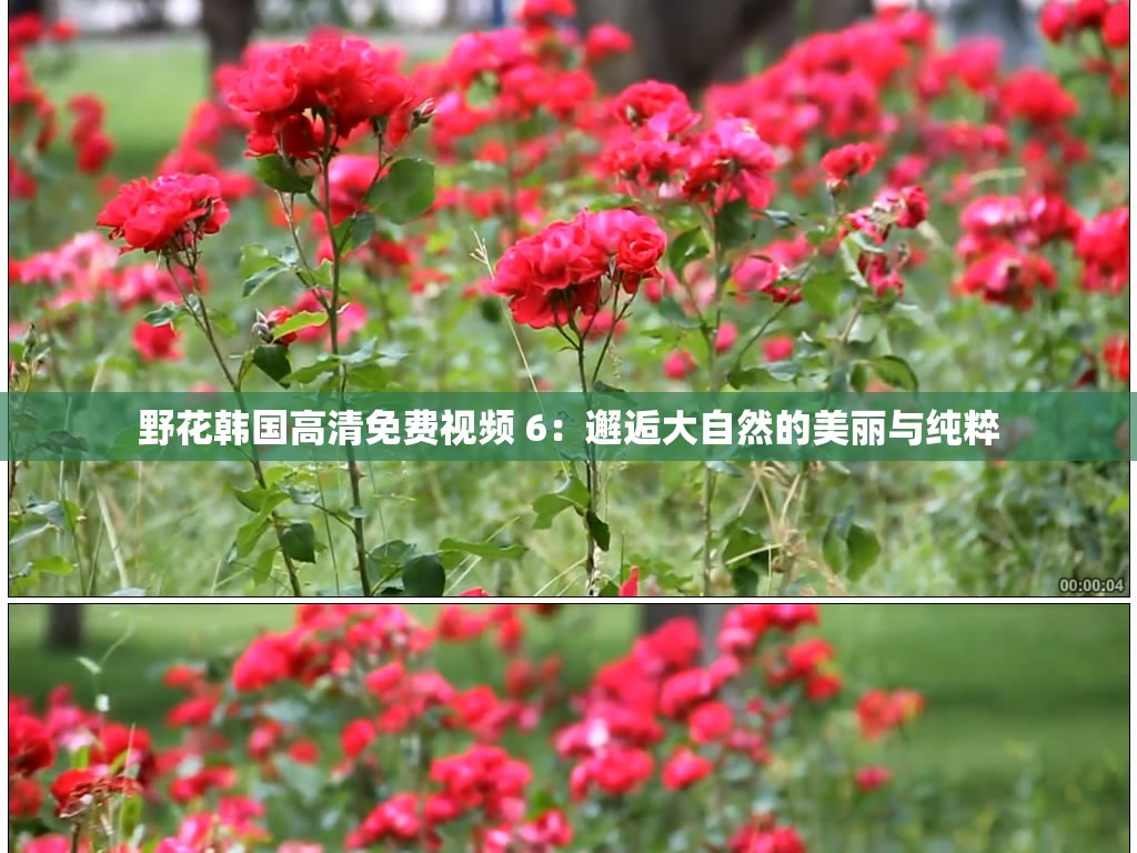 野花韩国高清免费视频 6：邂逅大自然的美丽与纯粹