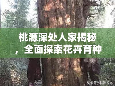 桃源深处人家揭秘，全面探索花卉育种独特配方与技巧