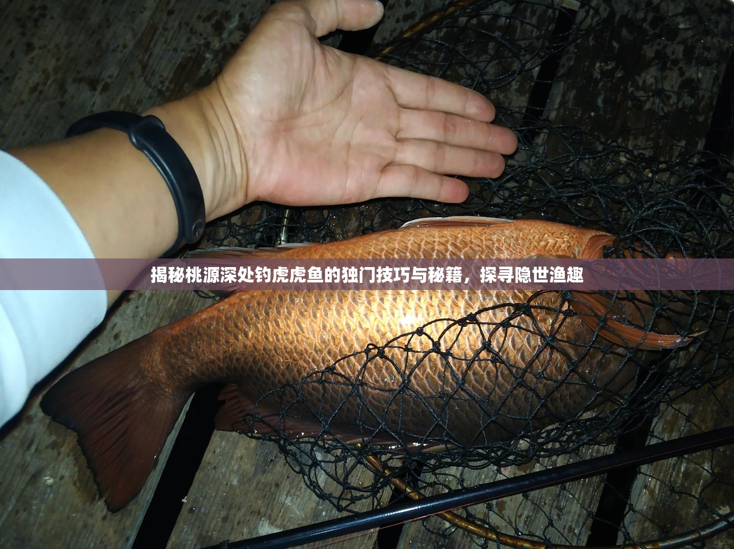 揭秘桃源深处钓虎虎鱼的独门技巧与秘籍，探寻隐世渔趣