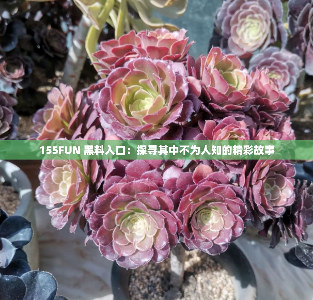 155FUN 黑料入口：探寻其中不为人知的精彩故事