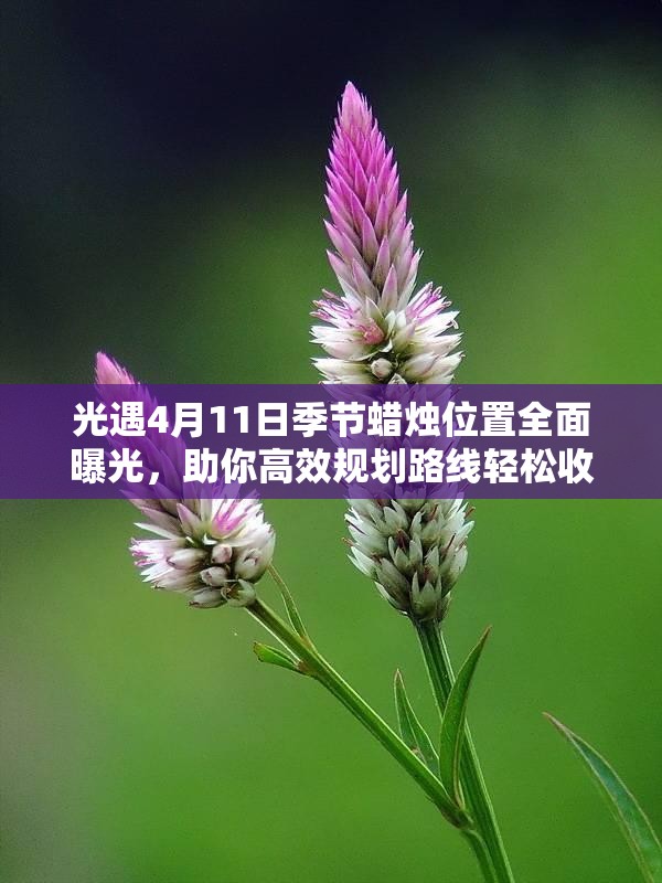 光遇4月11日季节蜡烛位置全面曝光，助你高效规划路线轻松收集烛火