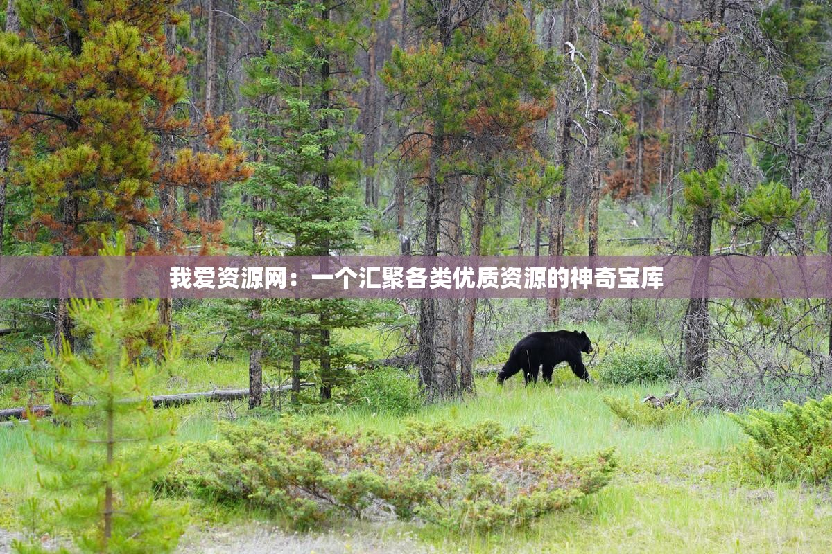 我爱资源网：一个汇聚各类优质资源的神奇宝库