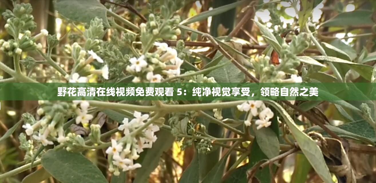 野花高清在线视频免费观看 5：纯净视觉享受，领略自然之美