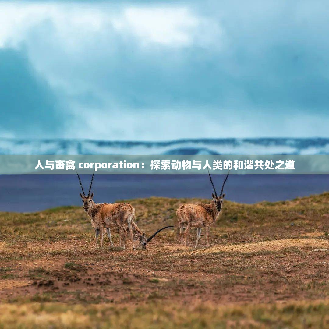 人与畜禽 corporation：探索动物与人类的和谐共处之道