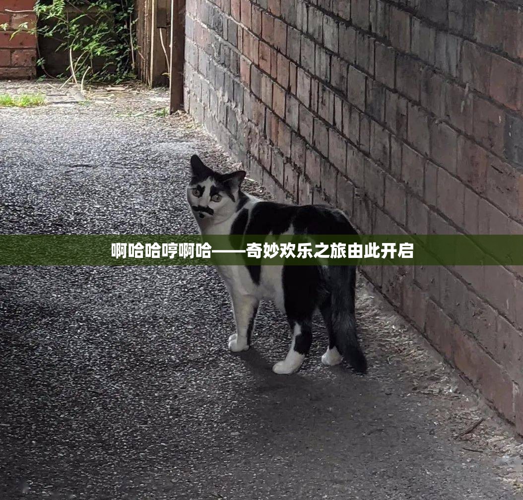 啊哈哈哼啊哈——奇妙欢乐之旅由此开启