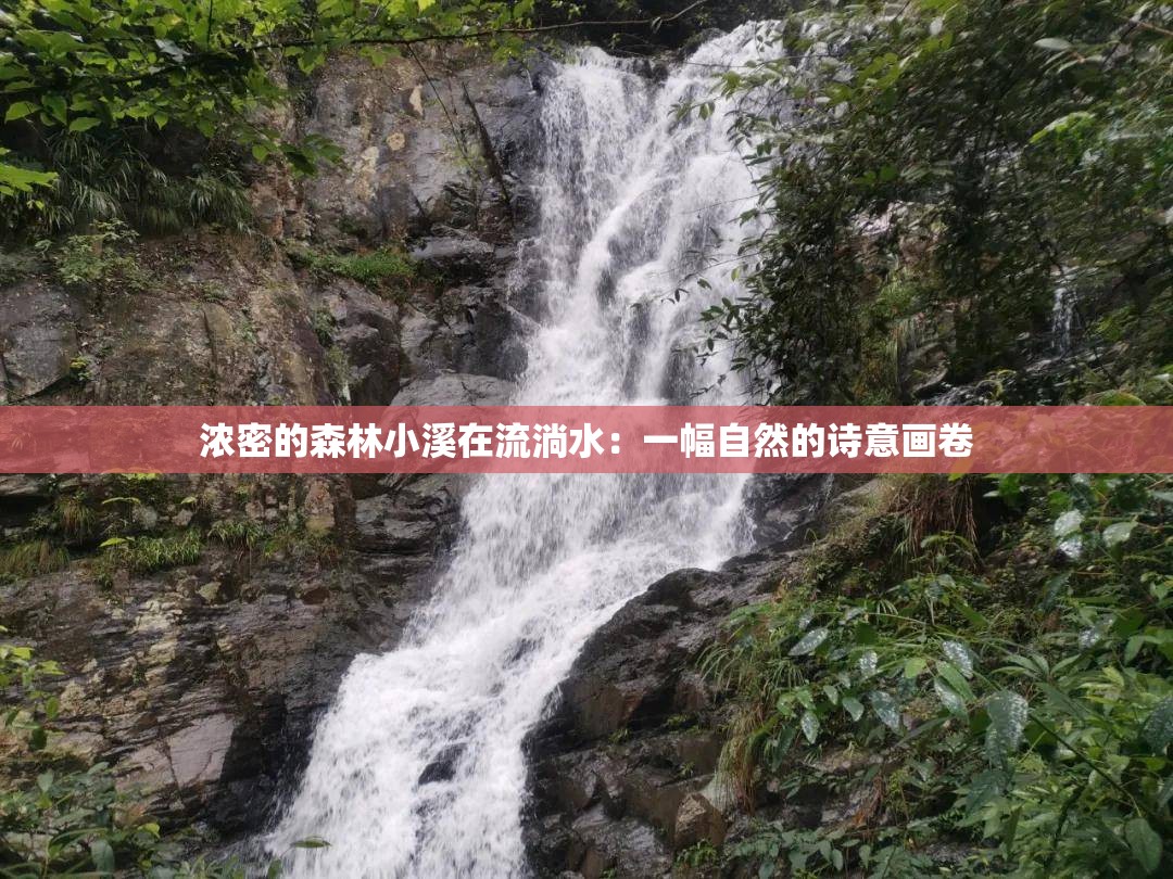 浓密的森林小溪在流淌水：一幅自然的诗意画卷