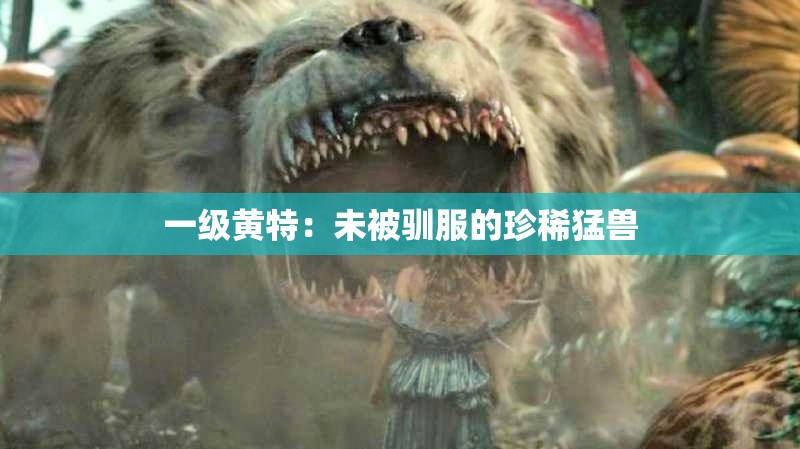 一级黄特：未被驯服的珍稀猛兽