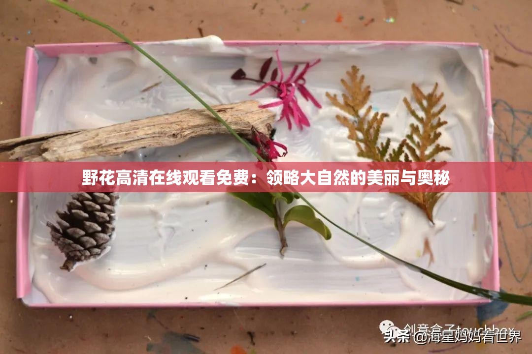野花高清在线观看免费：领略大自然的美丽与奥秘