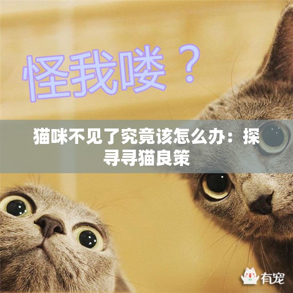 猫咪不见了究竟该怎么办：探寻寻猫良策