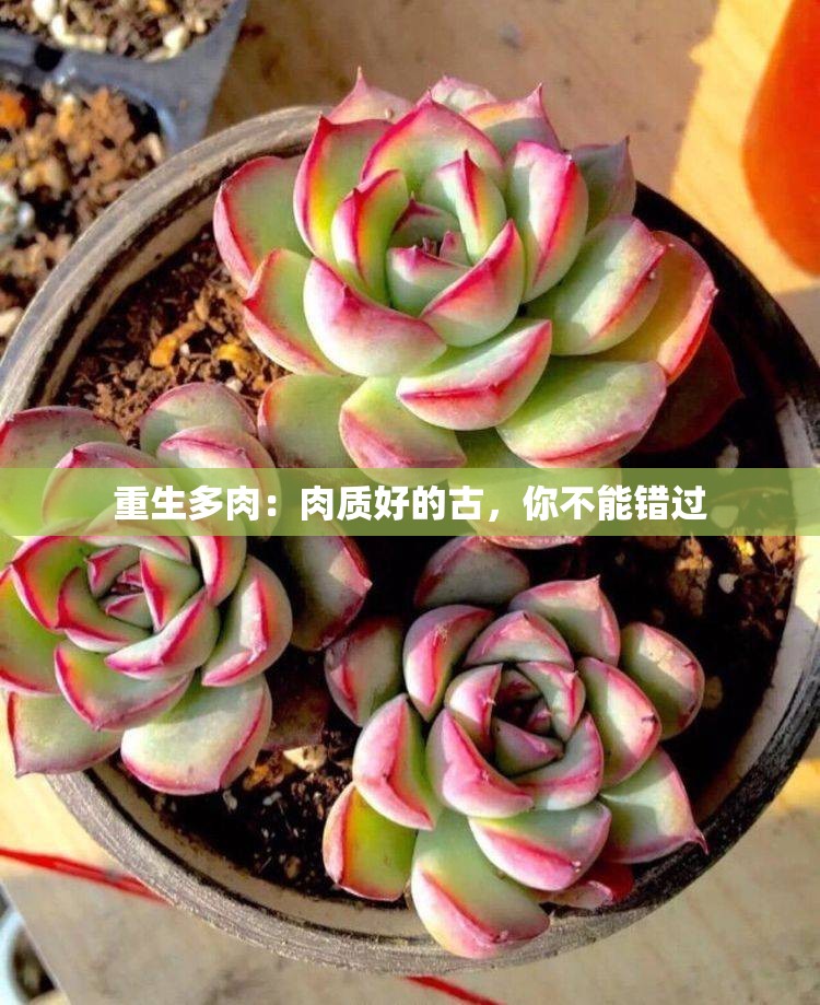 重生多肉：肉质好的古，你不能错过