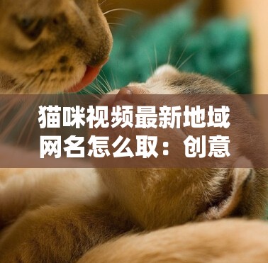 猫咪视频最新地域网名怎么取：创意与特色结合的探索之旅
