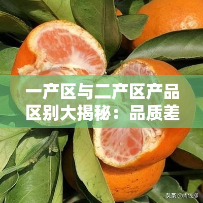 一产区与二产区产品区别大揭秘：品质差异显著分析