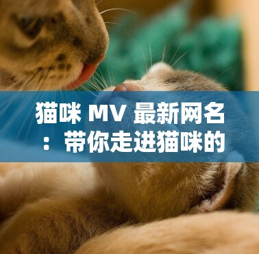 猫咪 MV 最新网名 ：带你走进猫咪的奇妙音乐世界