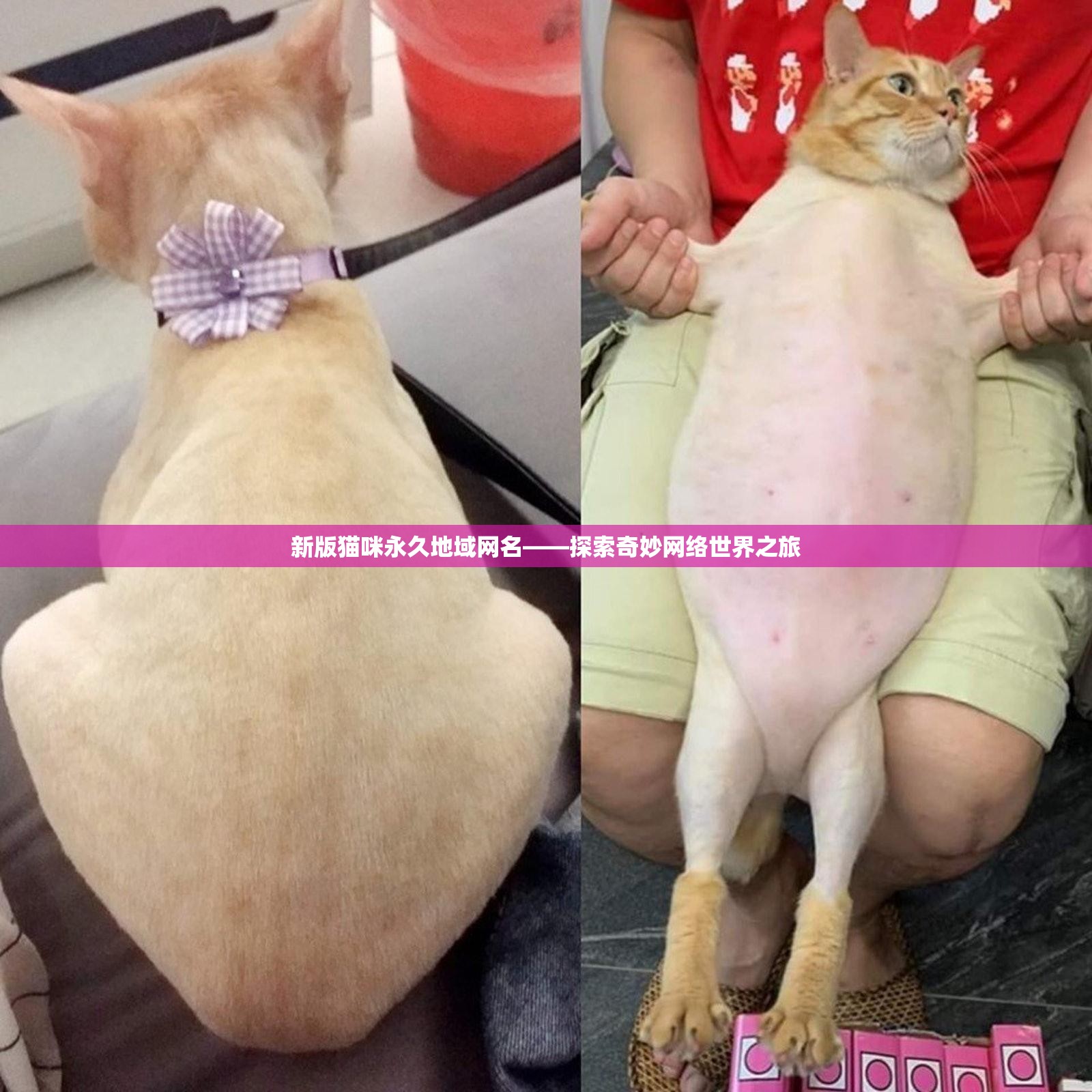 新版猫咪永久地域网名——探索奇妙网络世界之旅