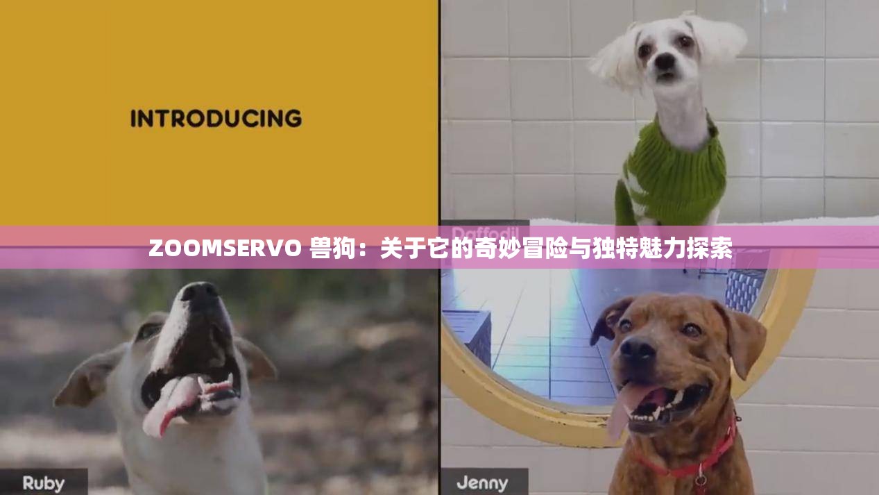 ZOOMSERVO 兽狗：关于它的奇妙冒险与独特魅力探索
