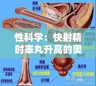 性科学：快射精时睾丸升高的奥秘