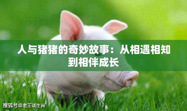 人与猪猪的奇妙故事：从相遇相知到相伴成长