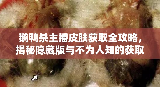 鹅鸭杀主播皮肤获取全攻略，揭秘隐藏版与不为人知的获取途径