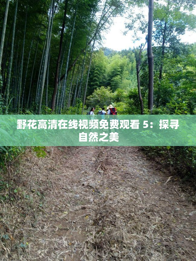 野花高清在线视频免费观看 5：探寻自然之美