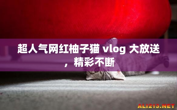 超人气网红柚子猫 vlog 大放送，精彩不断