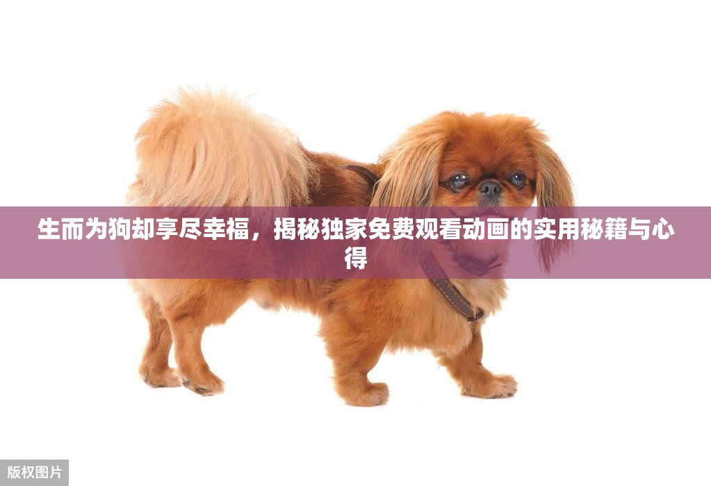 生而为狗却享尽幸福，揭秘独家免费观看动画的实用秘籍与心得