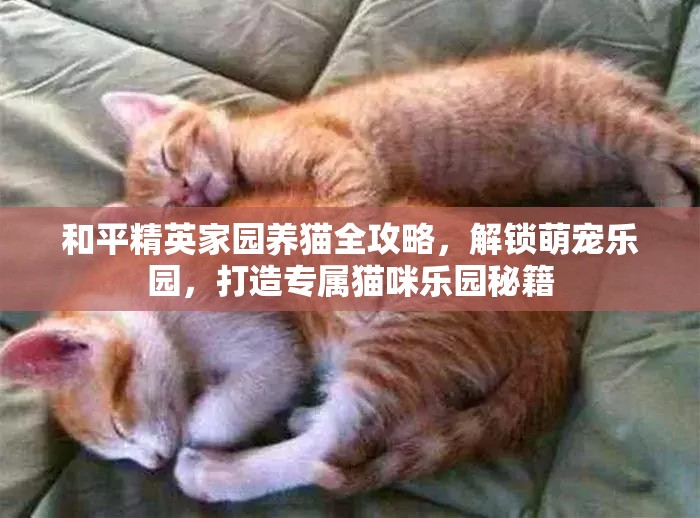 和平精英家园养猫全攻略，解锁萌宠乐园，打造专属猫咪乐园秘籍